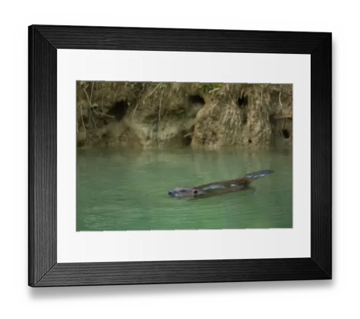 Framed Print : European beaver, Beaver