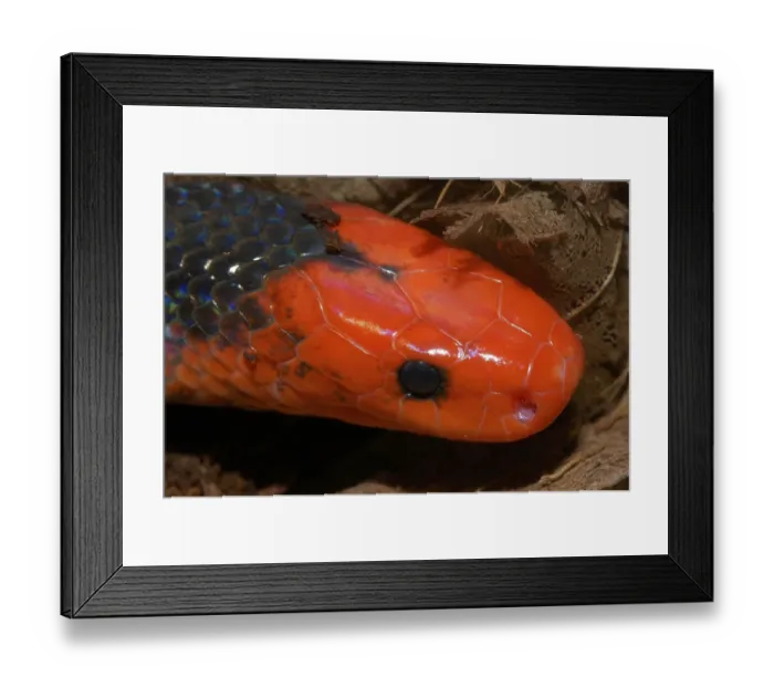 Framed Print : Rotokoepfige belly gland viper