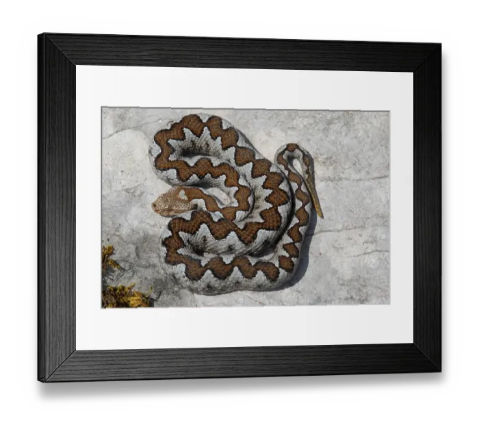 Framed Print : European horned viper