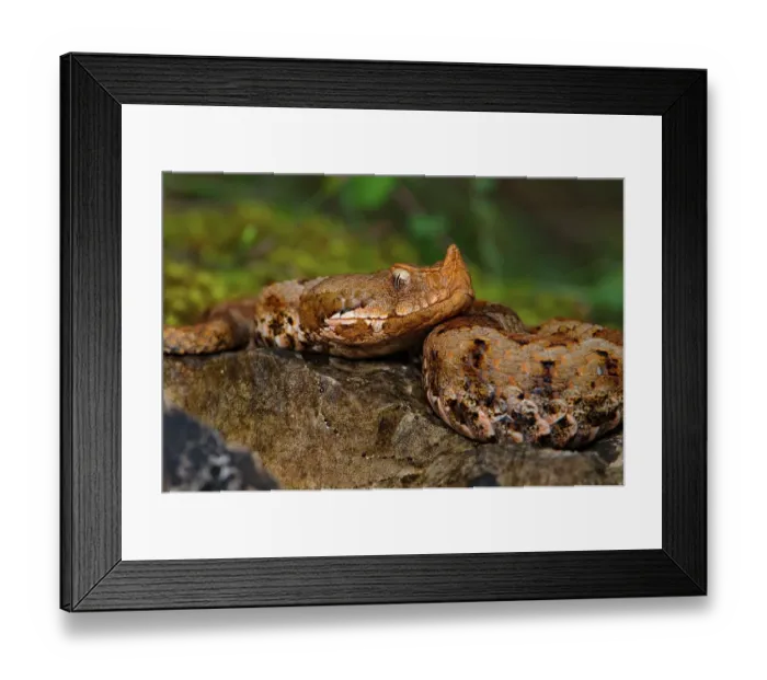 Framed Print : Female horned viper