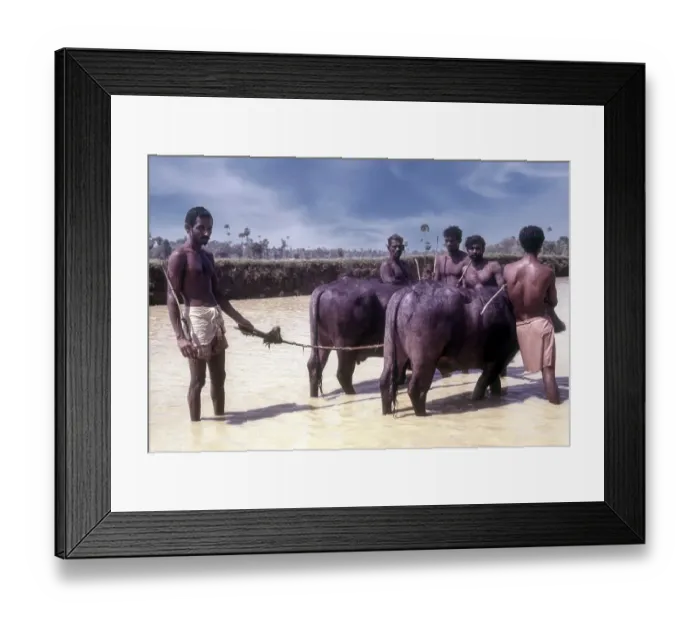 Framed Print : The position of the plank on which the jockey sets his feet when starting the race