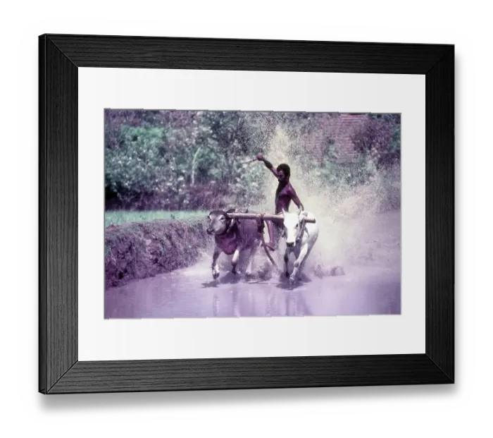 Framed Print : Mixed (bullock and buffalo) cattle race conducted in Chithali near Palakkad