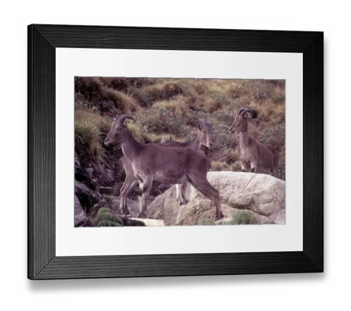 Framed Print : The Nilgiri Tahr (Nilgiritragus hylocrius) in Rajamalai (Eravikulam) National Park