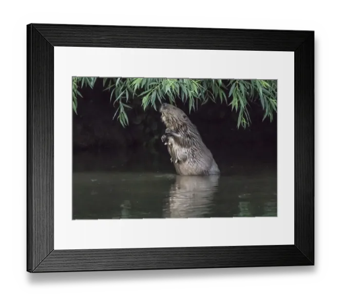 Framed Print : Female beaver (Castor fiber) eats willow leaves
