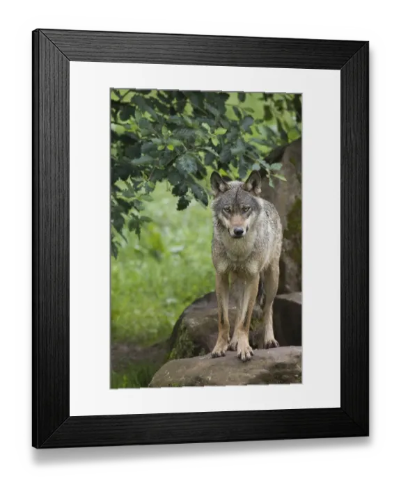 Framed Print : European gray wolf (Canis lupus lupus) Framed Print : European gray wolf (Canis lupus lupus)