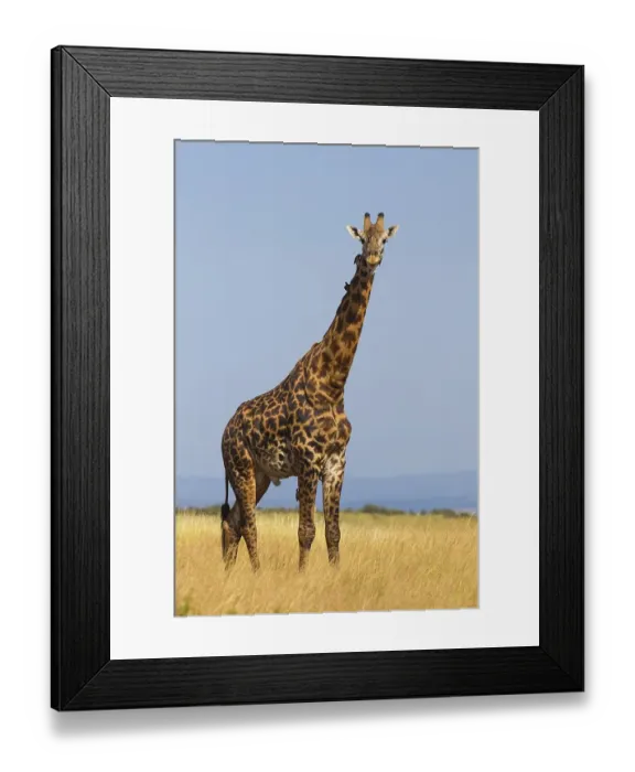 Framed Print : Masai giraffe (Giraffa camelopardalis tippelskirchi) in savanna