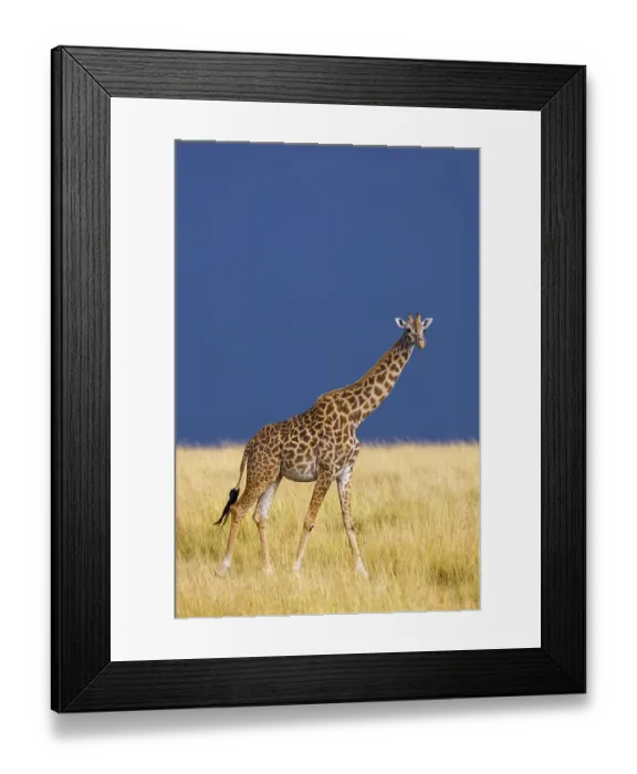 Framed Print : Masai giraffe (Giraffa camelopardalis tippelskirchi) in savanna