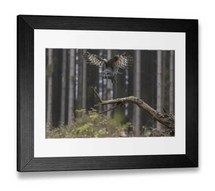 Framed Print : One great grey owl (Strix nebulosa) sitting on the root of a fallen spruce tree