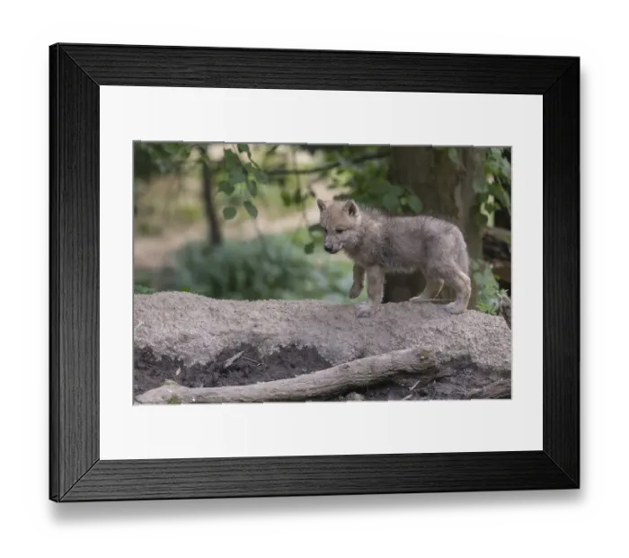 Framed Print : One four weeks old Arctic wolf cub (Canis lupus arctos) Framed Print : One four weeks old Arctic wolf cub (Canis lupus arctos)