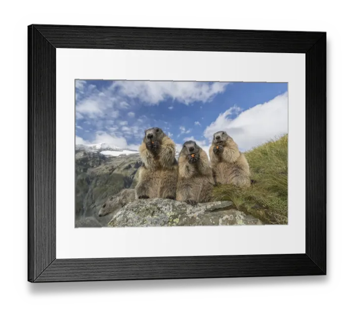 Framed Print : Four Alpine Marmot, Marmota marmota