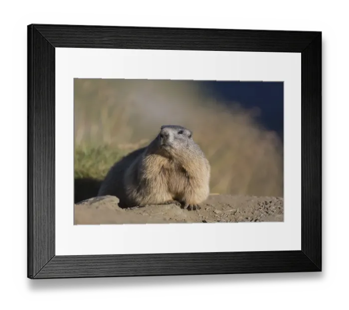 Framed Print : One adult Alpine Marmot, Marmota marmota Framed Print : One adult Alpine Marmot, Marmota marmota