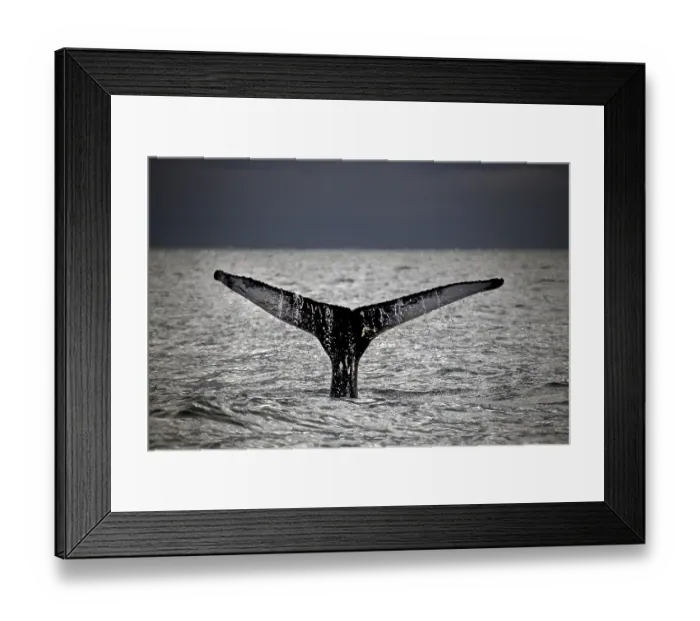Framed Print : Whale-watching tour, whale watching tour Framed Print : Whale-watching tour, whale watching tour