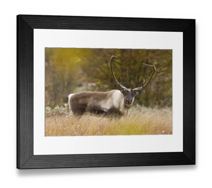 Framed Print : Wild Reindeer (Rangifer tarandus)