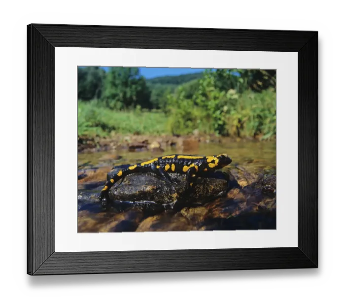 Framed Print : Fire Salamander (Salamandra salamandra) Framed Print : Fire Salamander (Salamandra salamandra)