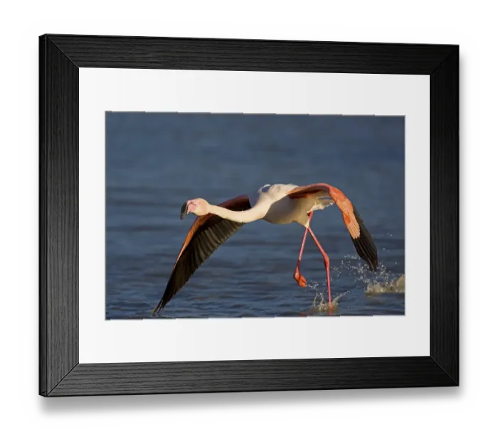 Framed Print : Starting Greater Flamingo (Phoenicopterus ruber) Framed Print : Starting Greater Flamingo (Phoenicopterus ruber)