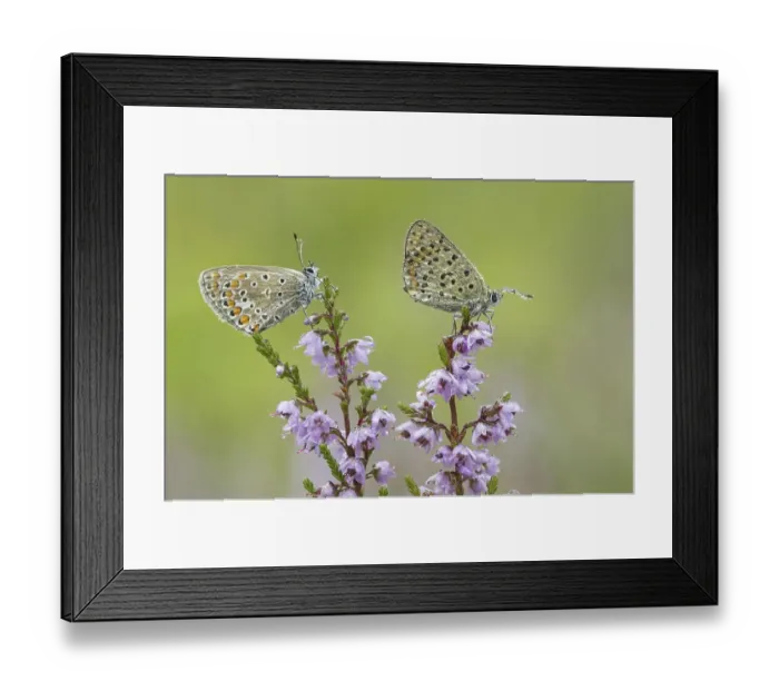 Framed Print : Hauhechel blueberries on broom heath in the moor