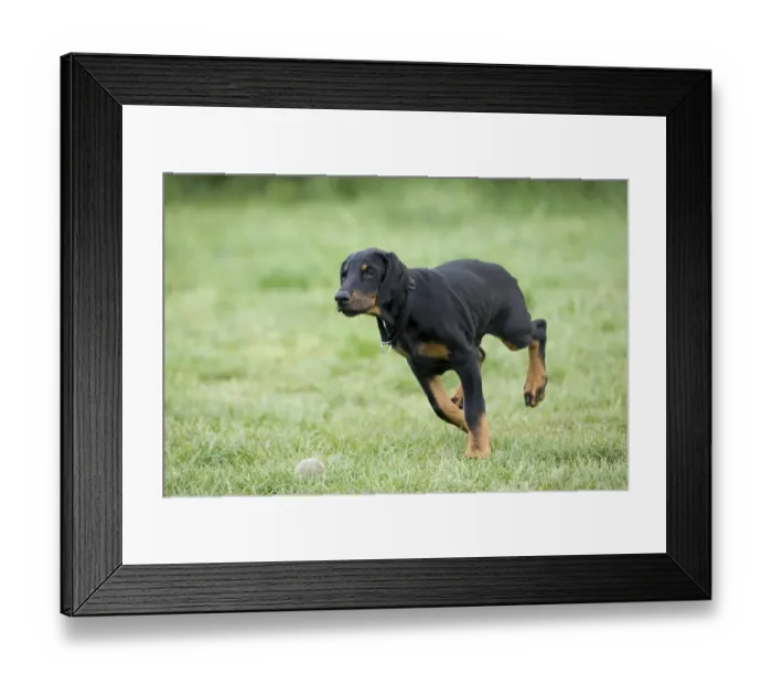 Framed Print : Young Doberman Pinscher Framed Print : Young Doberman Pinscher