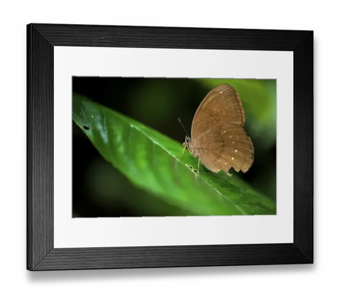 Framed Print : Butterfly, Cuc Phuong National Park