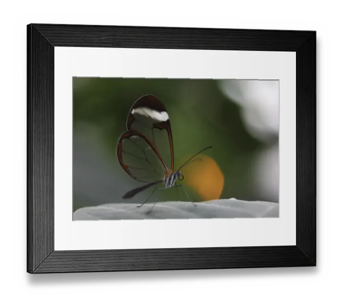 Framed Print : Glasswinged Butterfly (Greta oto) on a leaf