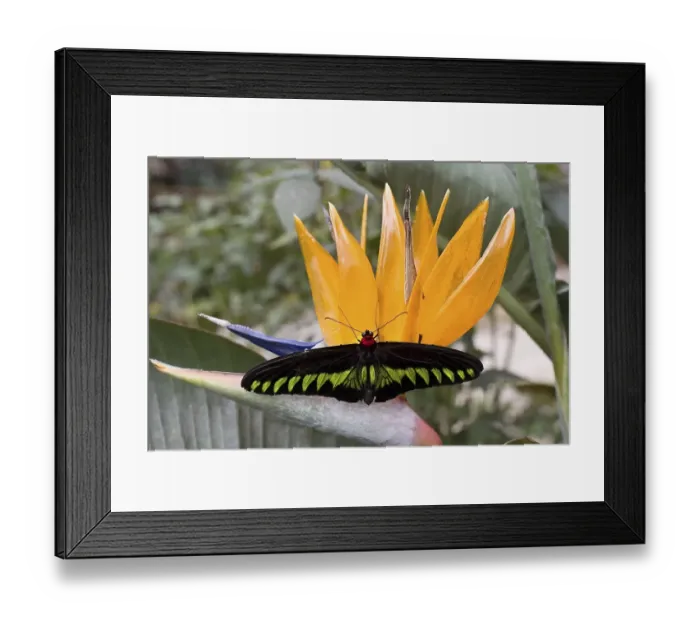 Framed Print : Butterfly on a blossom in a butterfly park Framed Print : Butterfly on a blossom in a butterfly park