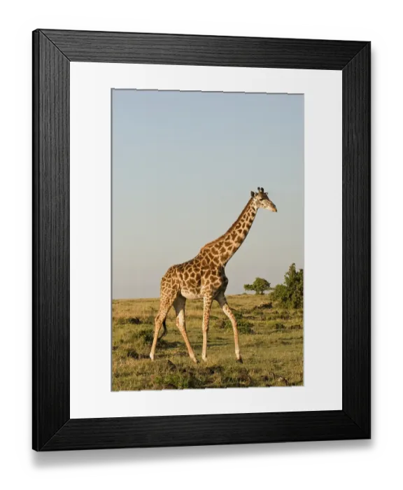 Framed Print : Masai Giraffe, Maasai Giraffe, or Kilimanjaro Giraffe (Giraffa camelopardalis tippelskirchi)