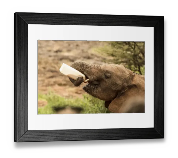 Framed Print : Young Elephant (Loxodonta africana) drinks from bottle Framed Print : Young Elephant (Loxodonta africana) drinks from bottle