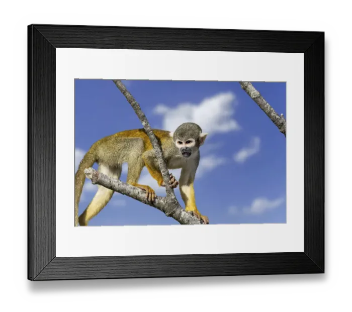 Framed Print : Black-capped squirrel monkey, Peruvian squirrel monkey (Saimiri boliviensis peruviensis) calling Framed Print : Black-capped squirrel monkey, Peruvian squirrel monkey (Saimiri boliviensis peruviensis) calling