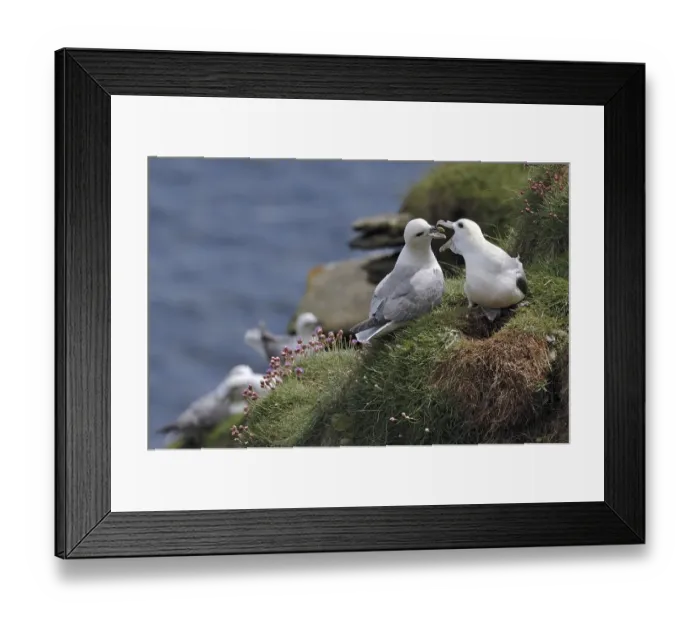 Framed Print : Northern Fulmars (Fulmarus glacialis) Framed Print : Northern Fulmars (Fulmarus glacialis)