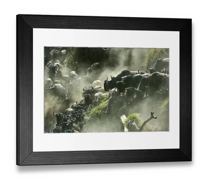 Framed Print : Gnu, Blue Wildebeest (Connochaetes taurinus) Framed Print : Gnu, Blue Wildebeest (Connochaetes taurinus)