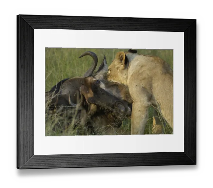 Framed Print : Lion (Panthera leo), hunting lioness killing gnu by biting into throat