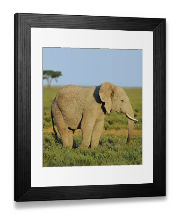 Framed Print : Young African Bush Elephant (Loxodonta africana) in the savannah landscape