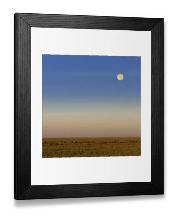 Framed Print : Migrating herd of Blue Wildebeest (Connochaetes taurinus) during the full moon in the savannah