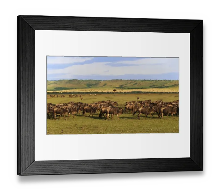 Framed Print : Landscape of the Maasai Mara with herd of Blue Wildebeest (Connochaetes taurinus)