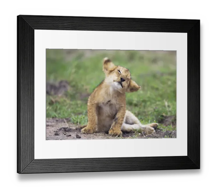 Framed Print : Playful Lion (Panthera leo) cub