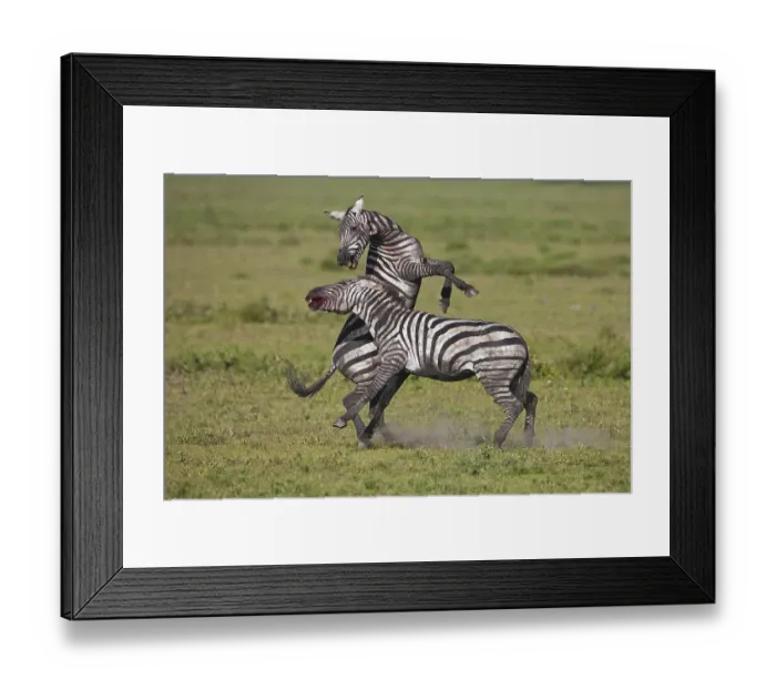 Framed Print : Grant's Zebras (Equus quagga boehmi) Framed Print : Grant's Zebras (Equus quagga boehmi)