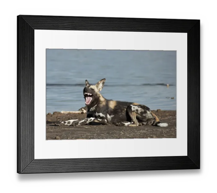 Framed Print : African Wild Dog (Lycaon pictus)