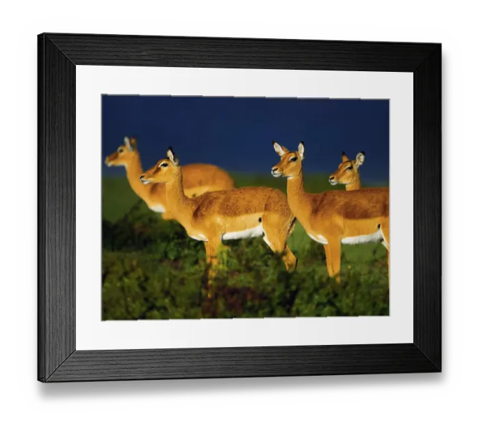 Framed Print : Impalas (Aepyceros melampus) in in the evening light