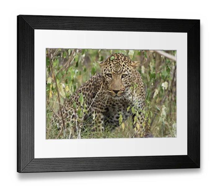 Framed Print : Leopard (Panthera pardus) in a thicket Framed Print : Leopard (Panthera pardus) in a thicket