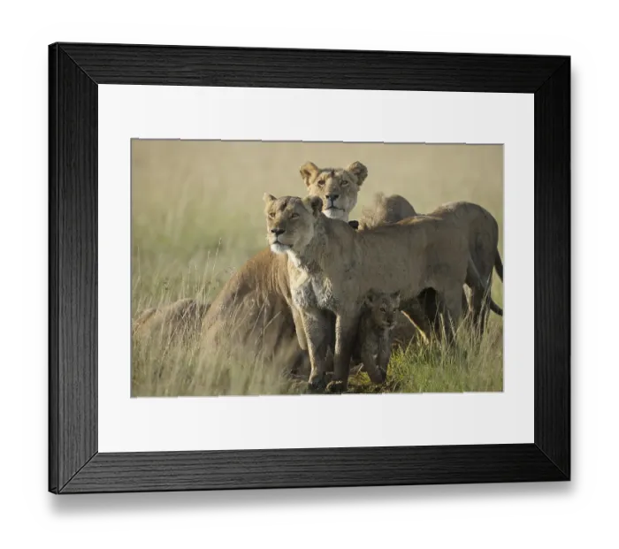 Framed Print : Two lionesses (Panthera leo), protecting their young