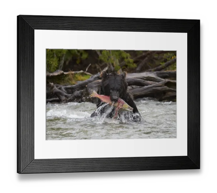 Framed Print : Kamchatka brown bear (Ursus arctos beringianus) Framed Print : Kamchatka brown bear (Ursus arctos beringianus)