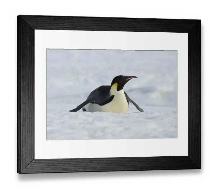 Framed Print : Emperor penguin (Aptenodytes forsteri) slides on his stomach over the ice