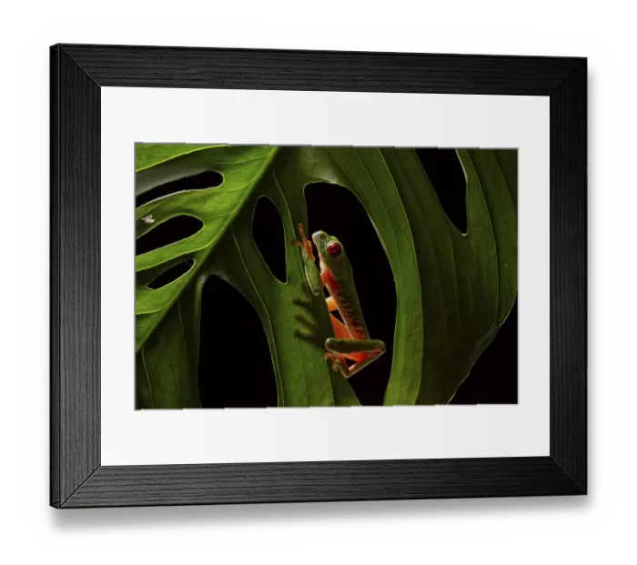 Framed Print : Red-eyed tree frog (Agalychnis callidryas) on leaf of a Philodendron