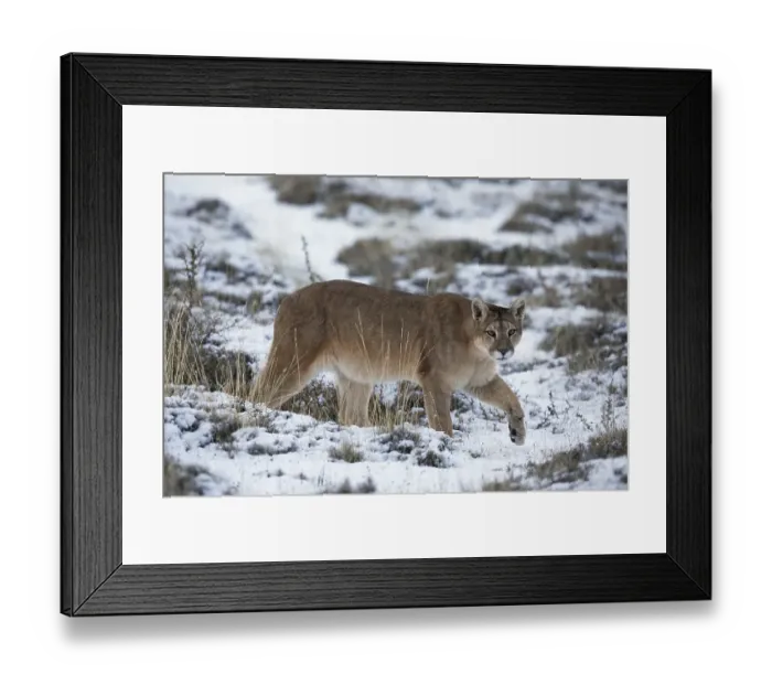 Framed Print : Cougar (Cougar concolor), adult female walking in the snow
