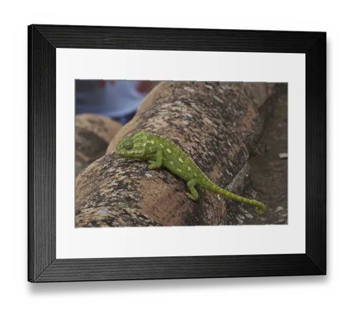 Framed Print : Mediterranean chameleon (Chamaeleonidae) on roof tile