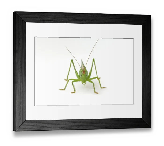 Framed Print : Bush-cricket (Tettigonia viridissima)