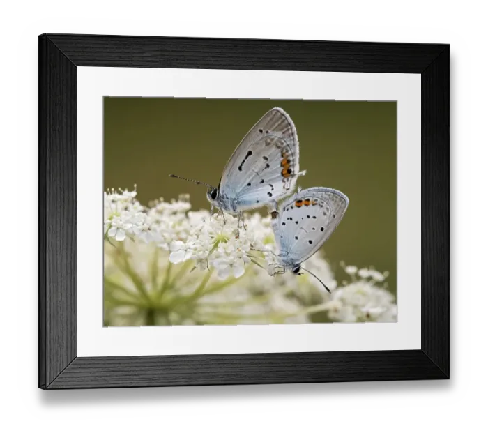Framed Print : Two short-tailed blue Cupids (Cupido argiades) during mating