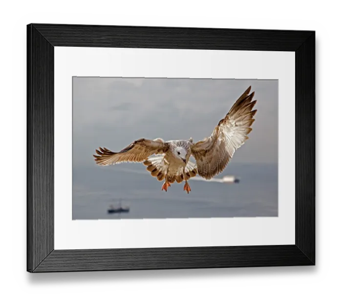 Framed Print : Yellow-legged Gull (Larus michahellis) Framed Print : Yellow-legged Gull (Larus michahellis)