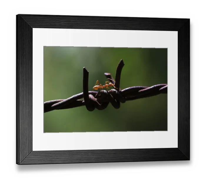 Framed Print : Asian Weaver Ant (Oecophylla smaragdina) on barbed wire