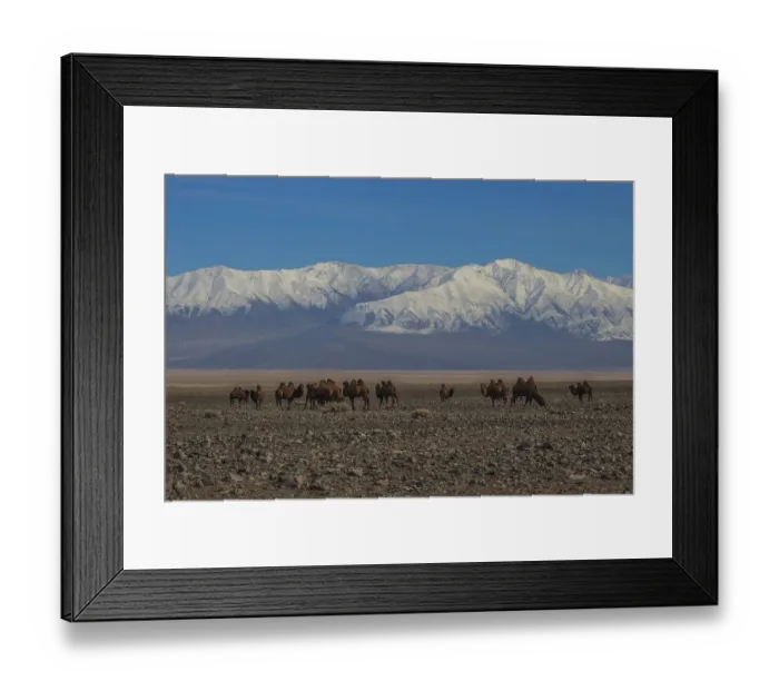 Framed Print : Bactrian camels (Camelus bactrianus) in Mongolian steppe