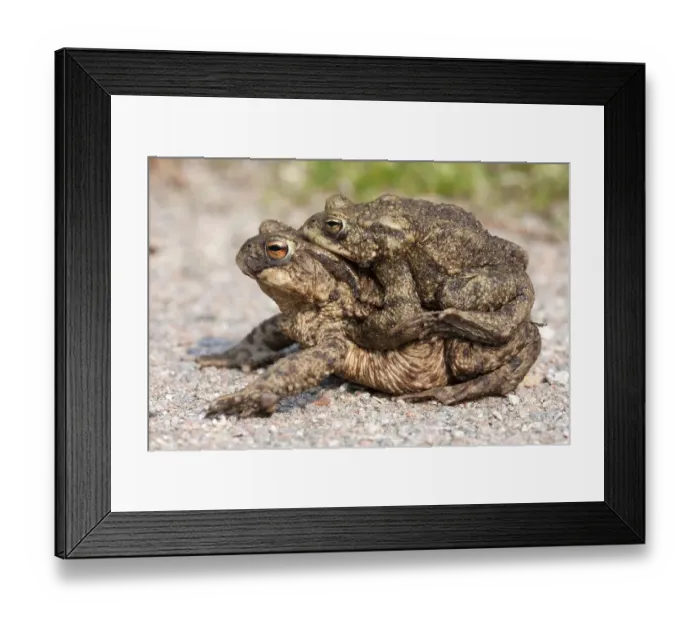 Framed Print : Toad migration, Common toads (Bufo bufo) Framed Print : Toad migration, Common toads (Bufo bufo)